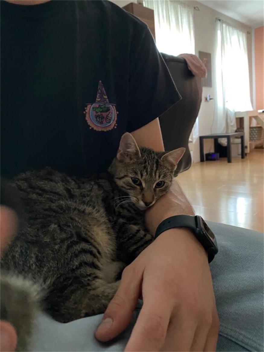 Kater Pauli wird in Nickelsdorf vermisst