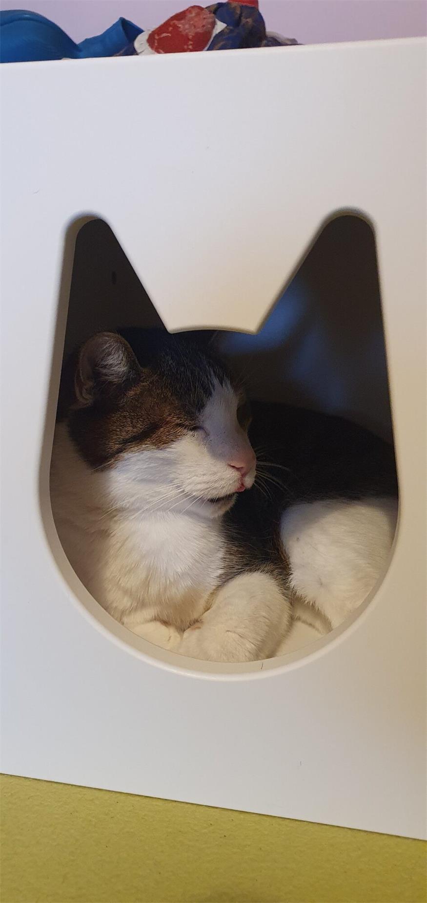 In der Winterzeit: Kater Lucky kuschelt im Katzenhaus