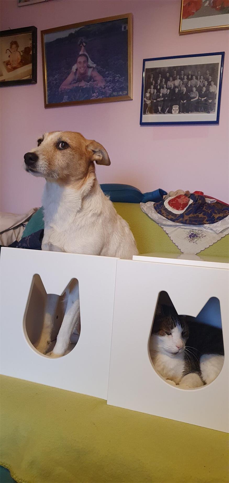 In der Winterzeit: Kater Lucky kuschelt im Katzenhaus
