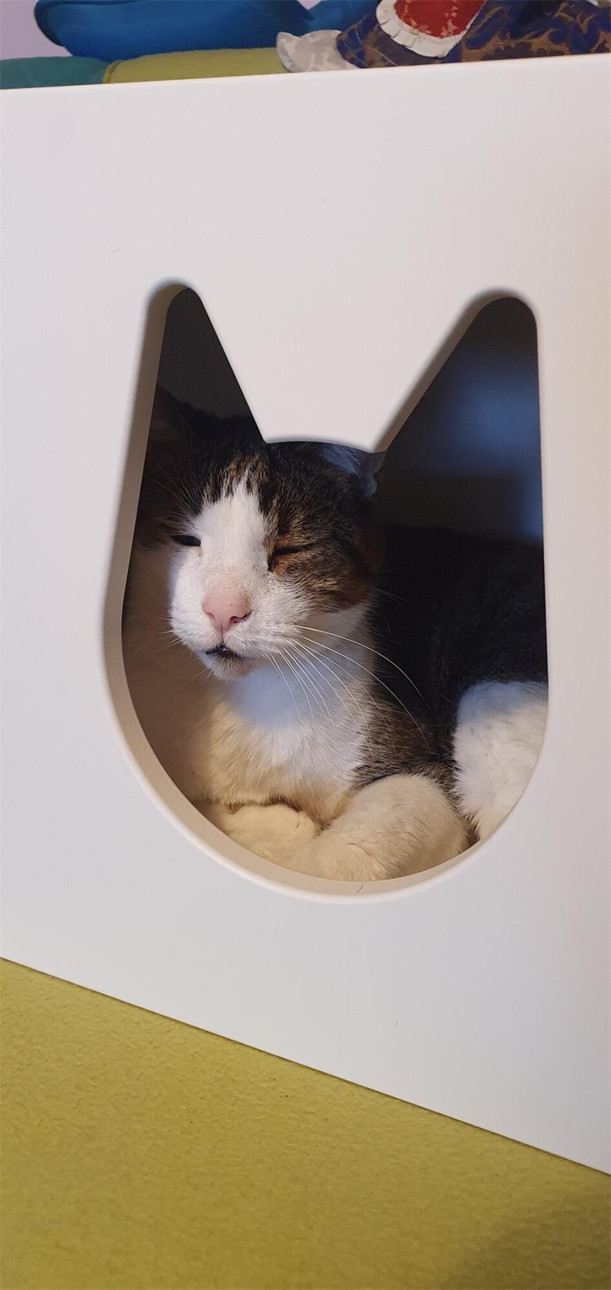 In der Winterzeit: Kater Lucky kuschelt im Katzenhaus