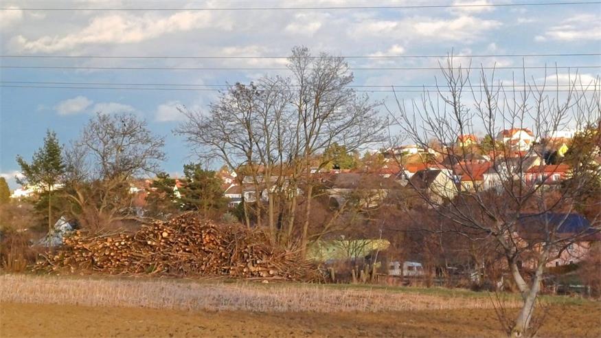 Mattersburg: Aufregung um Weiden-Rodung beim Mühlbach
