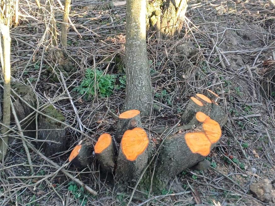 Mattersburg: Aufregung um Weiden-Rodung beim Mühlbach