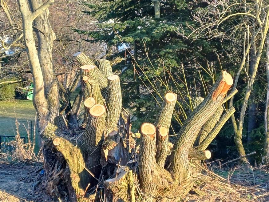 Mattersburg: Aufregung um Weiden-Rodung beim Mühlbach