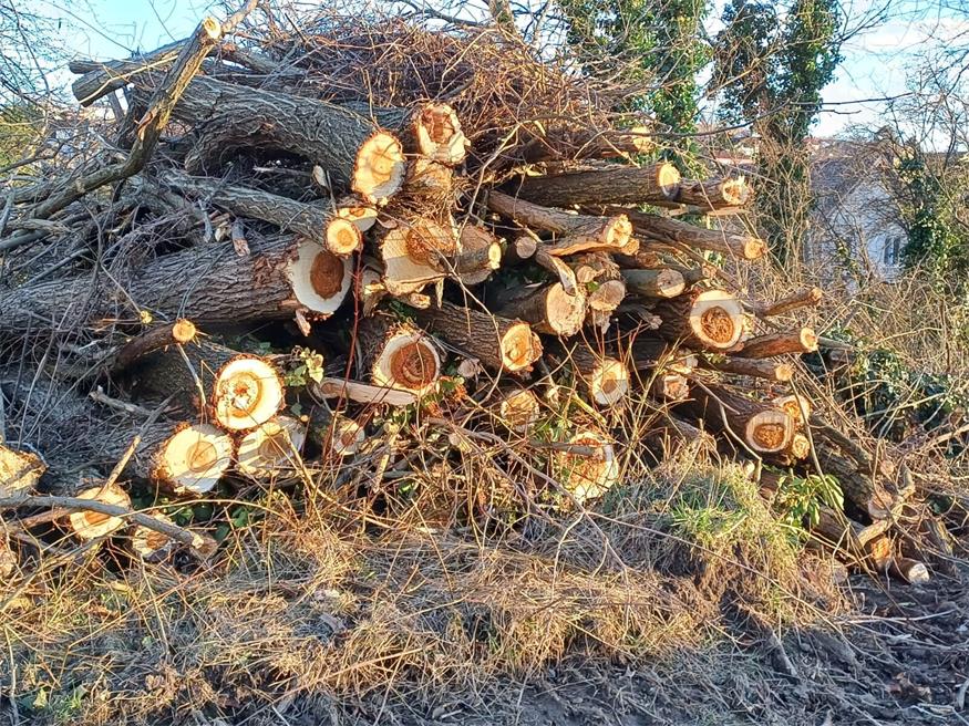 Mattersburg: Aufregung um Weiden-Rodung beim Mühlbach