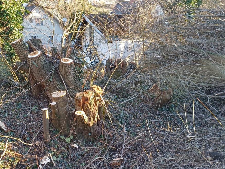 Mattersburg: Aufregung um Weiden-Rodung beim Mühlbach