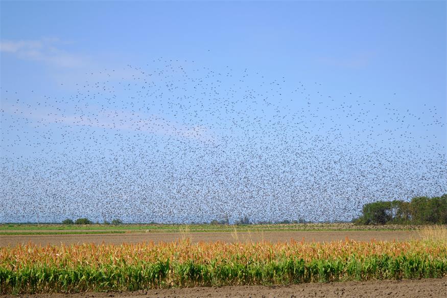 Stare früher auf Traubensuche: Zwischen Rücksicht und Totalausfall
