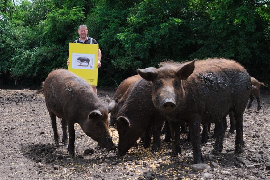 „Schweinisches“ Motiv auf Briefmarke präsentiert