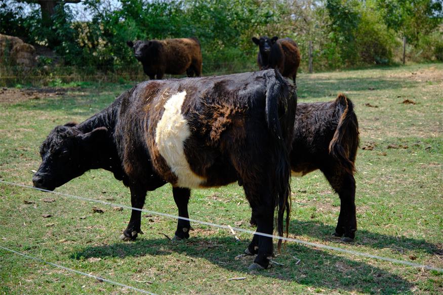 Reiterhof Romy: Sich einmal wie ein Cowboy fühlen