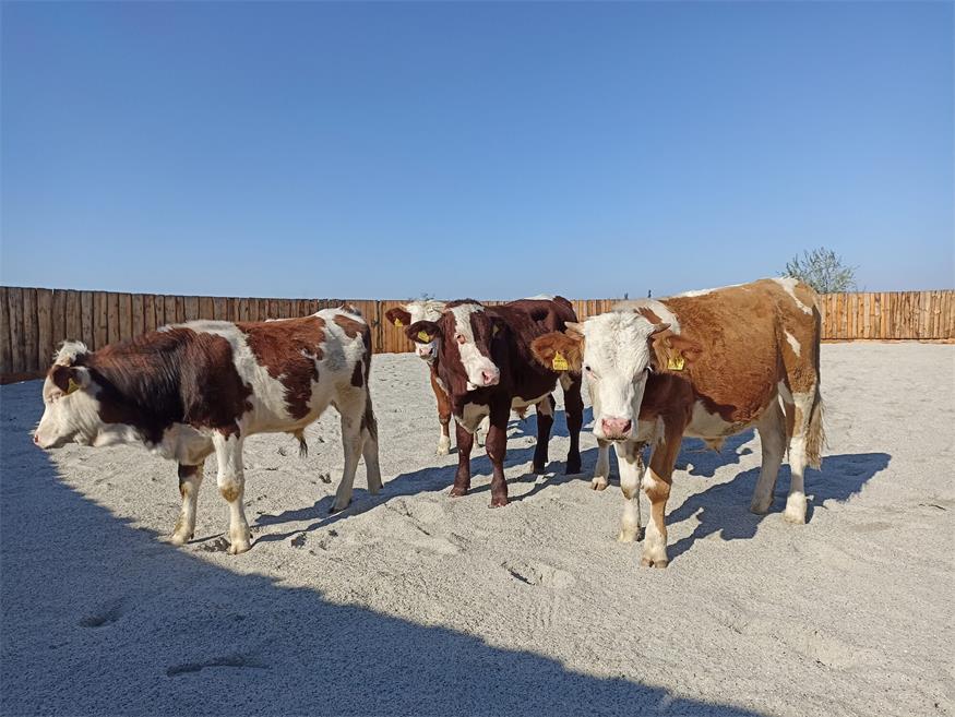 Reiterhof Romy: Sich einmal wie ein Cowboy fühlen