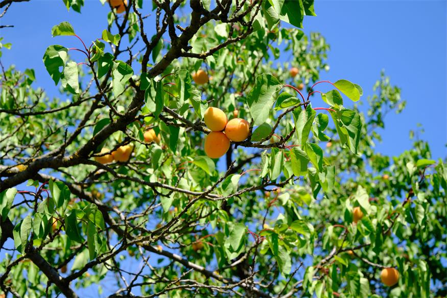Startschuss für Marillenernte in Kittsee