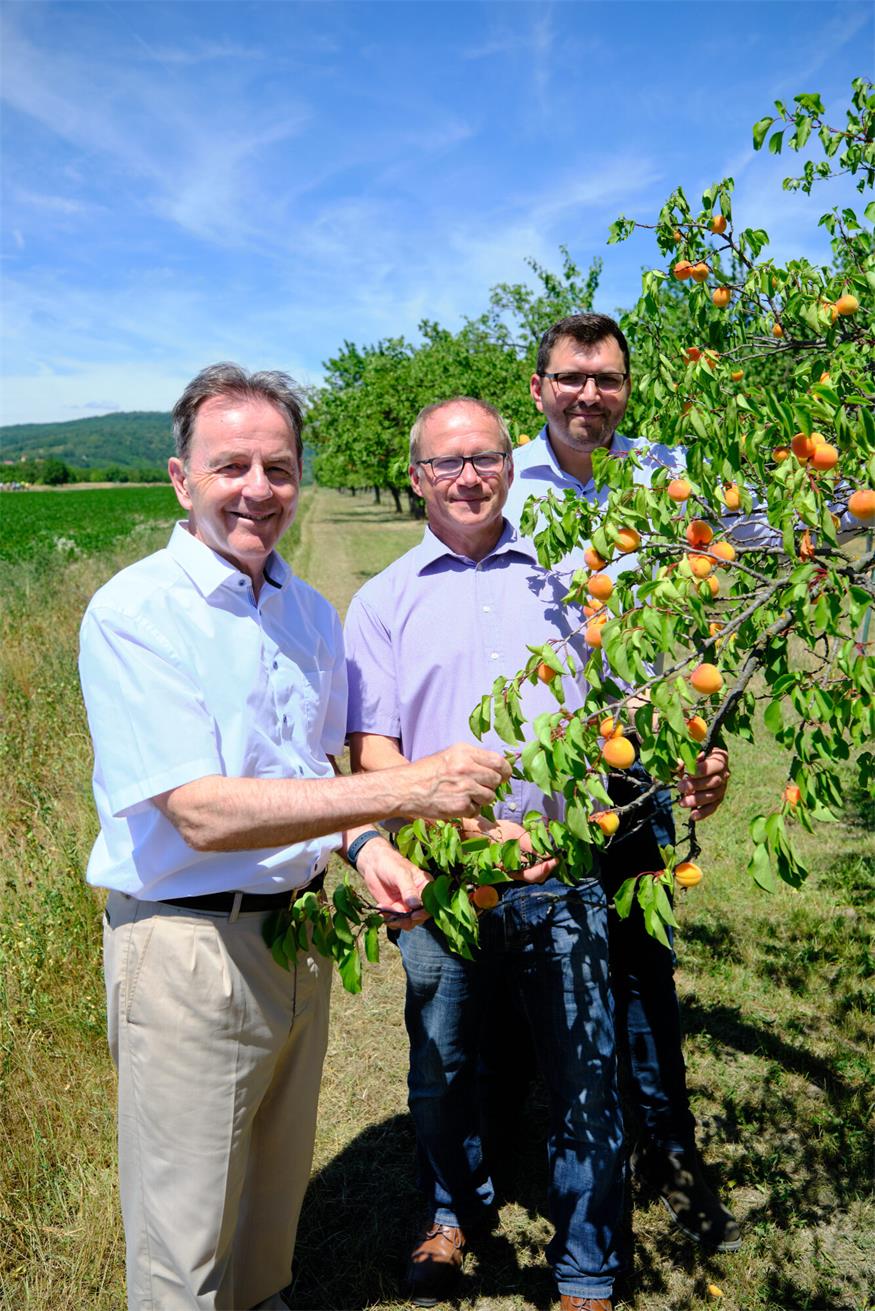 Startschuss für Marillenernte in Kittsee