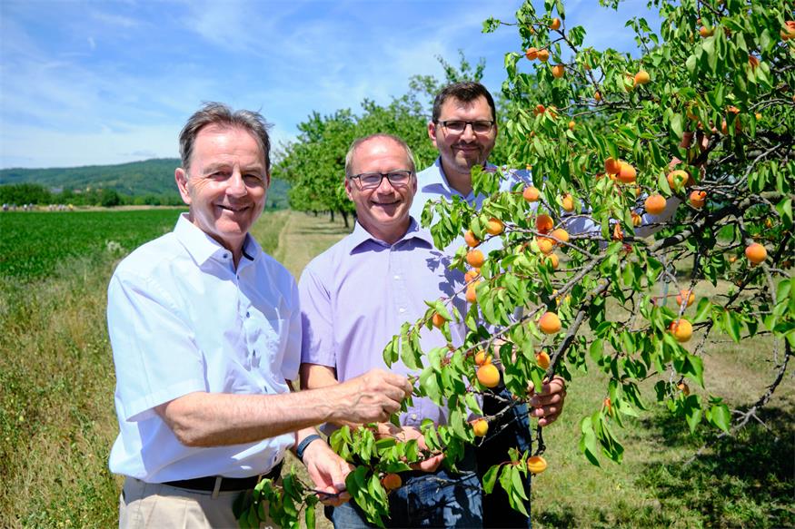 Startschuss für Marillenernte in Kittsee