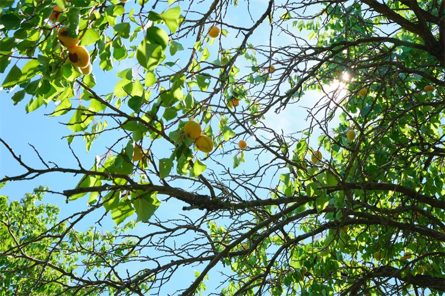 Startschuss für Marillenernte in Kittsee