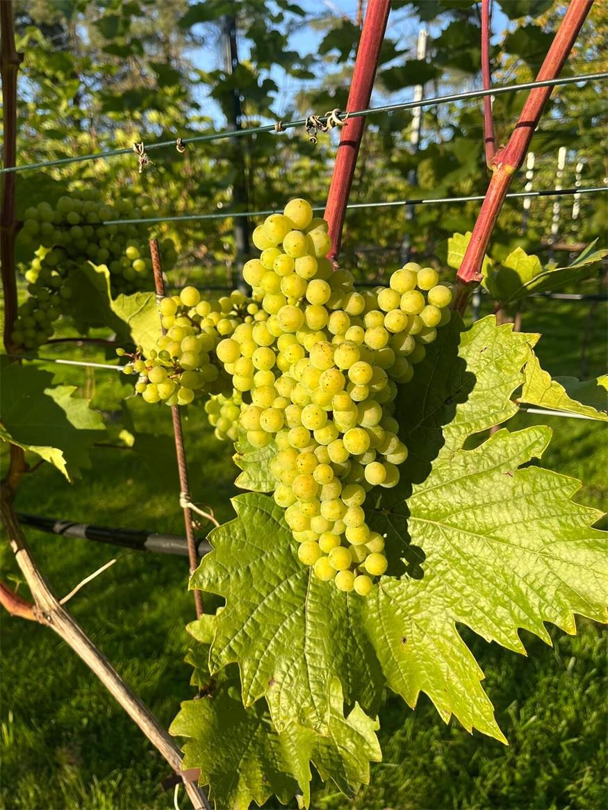 Illmitzer Entwicklungshilfe für finnischen Veltliner