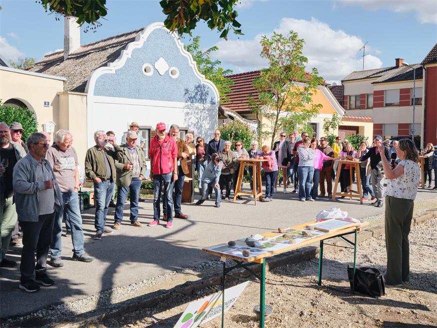 Apetlon fängt an aufzublühen