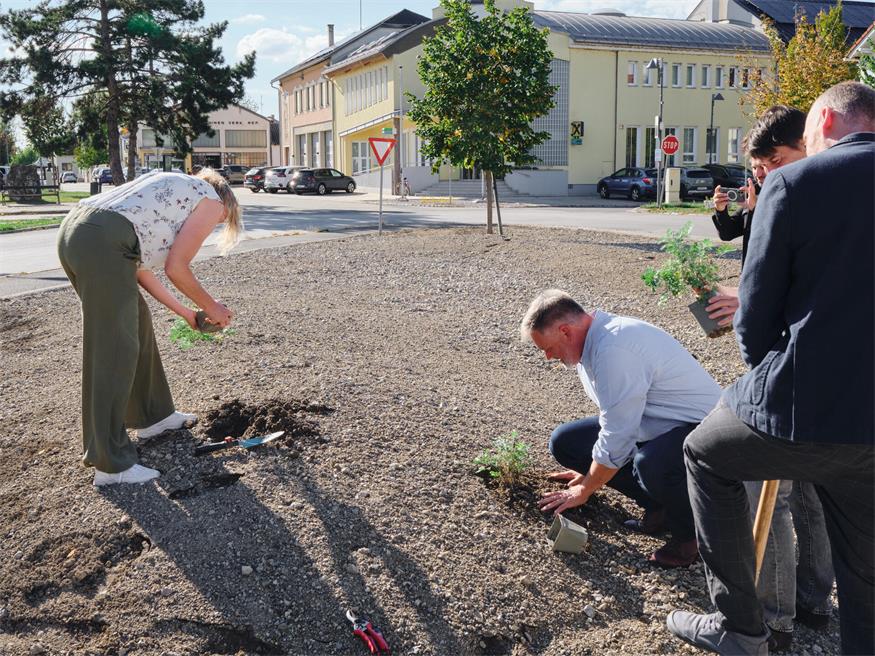 Apetlon fängt an aufzublühen