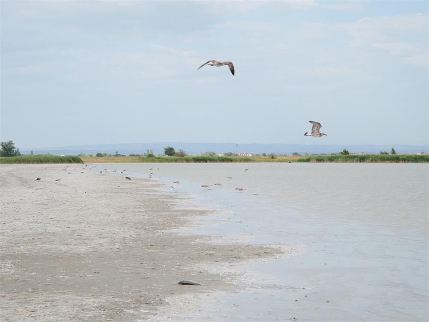 Fischrettung am Darscho bei Apetlon