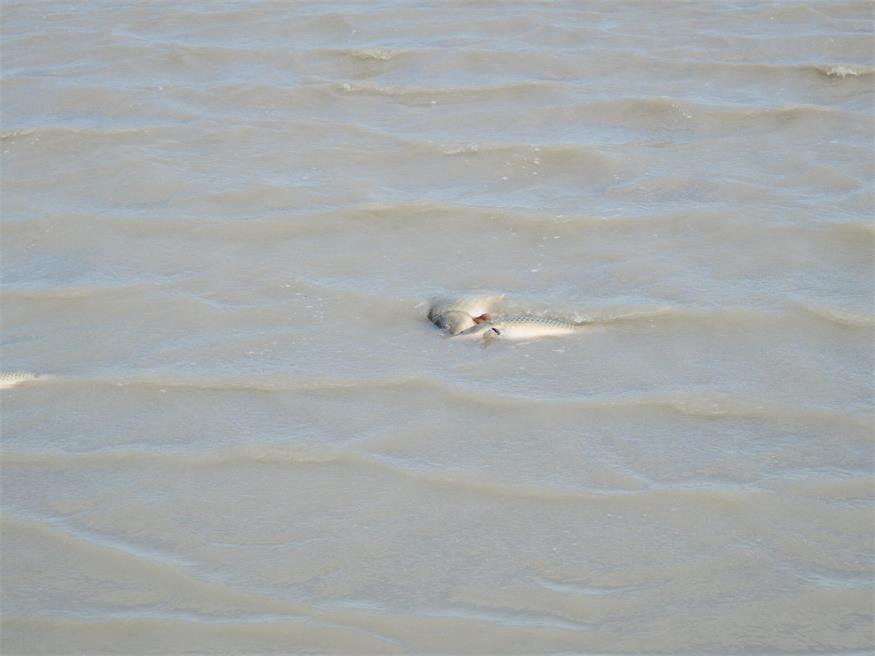 Fischrettung am Darscho bei Apetlon