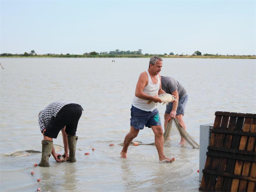 Fischrettung am Darscho bei Apetlon