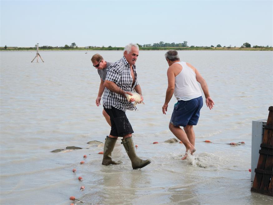 Fischrettung am Darscho bei Apetlon