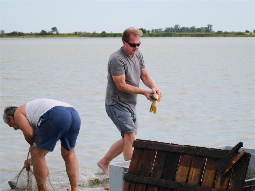 Fischrettung am Darscho bei Apetlon