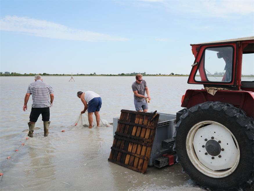 Fischrettung am Darscho bei Apetlon