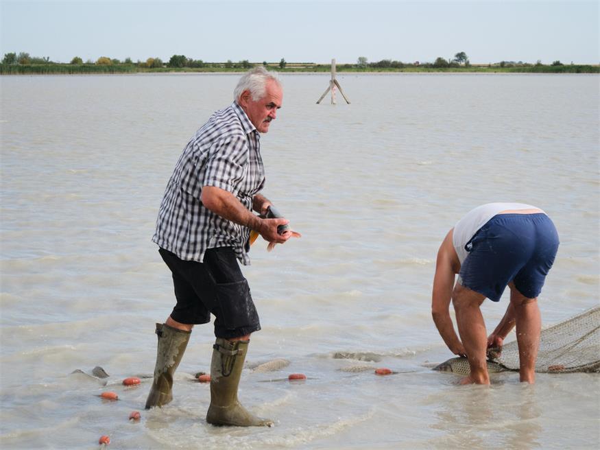 Fischrettung am Darscho bei Apetlon
