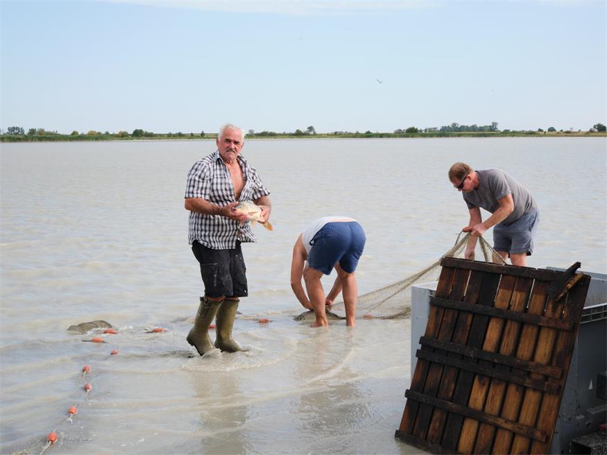 Fischrettung am Darscho bei Apetlon