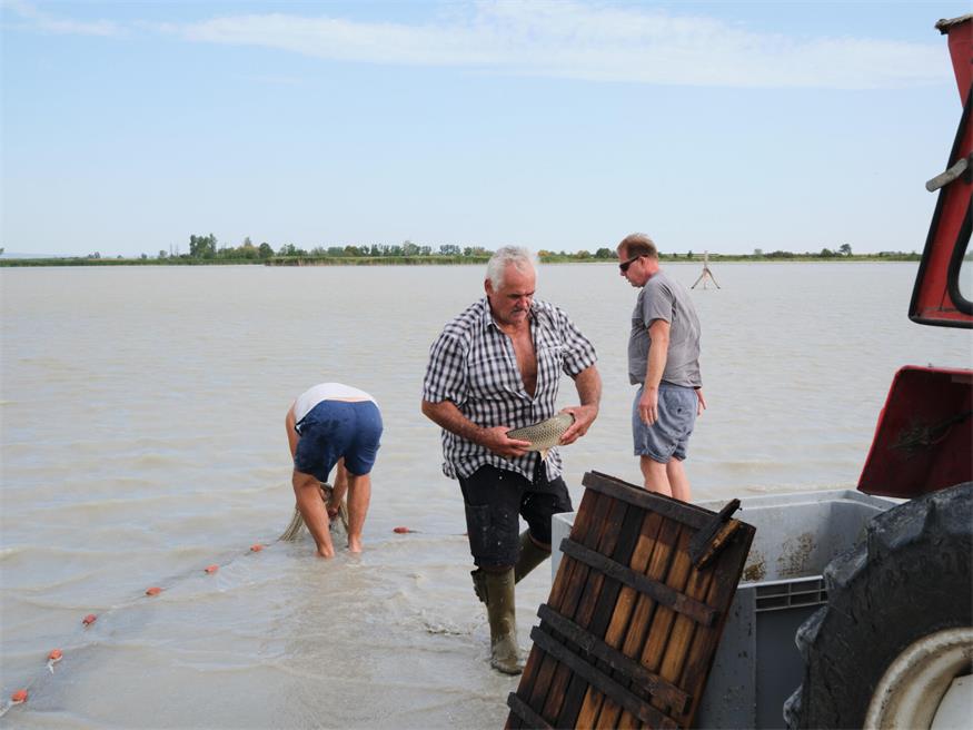 Fischrettung am Darscho bei Apetlon