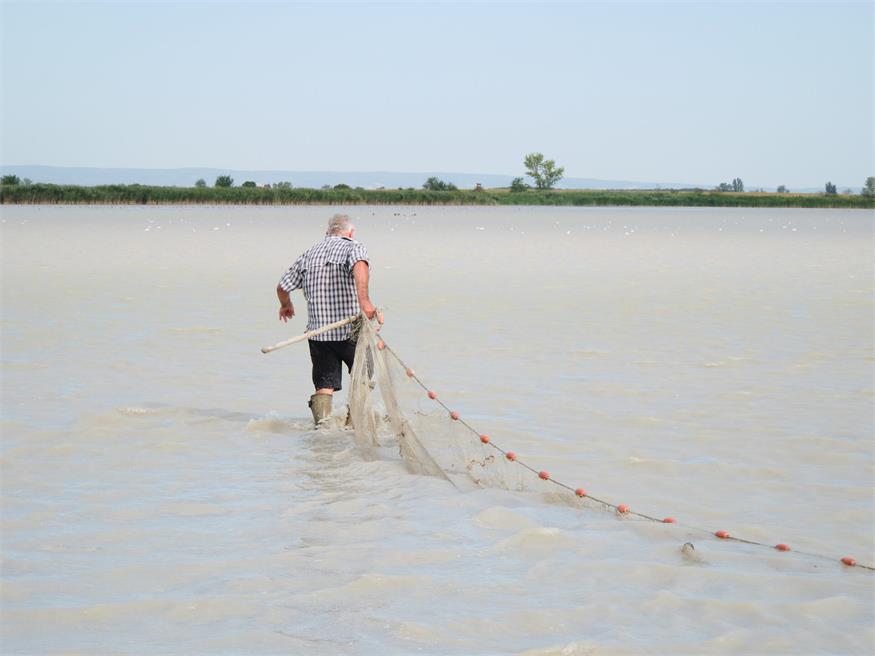 Fischrettung am Darscho bei Apetlon
