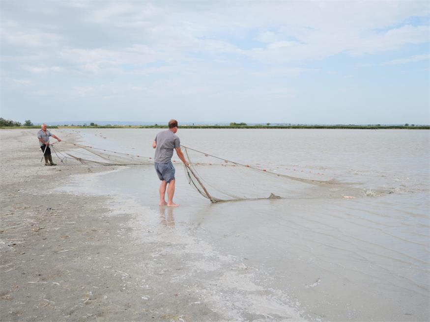 Fischrettung am Darscho bei Apetlon
