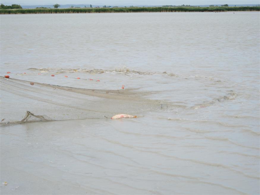 Fischrettung am Darscho bei Apetlon