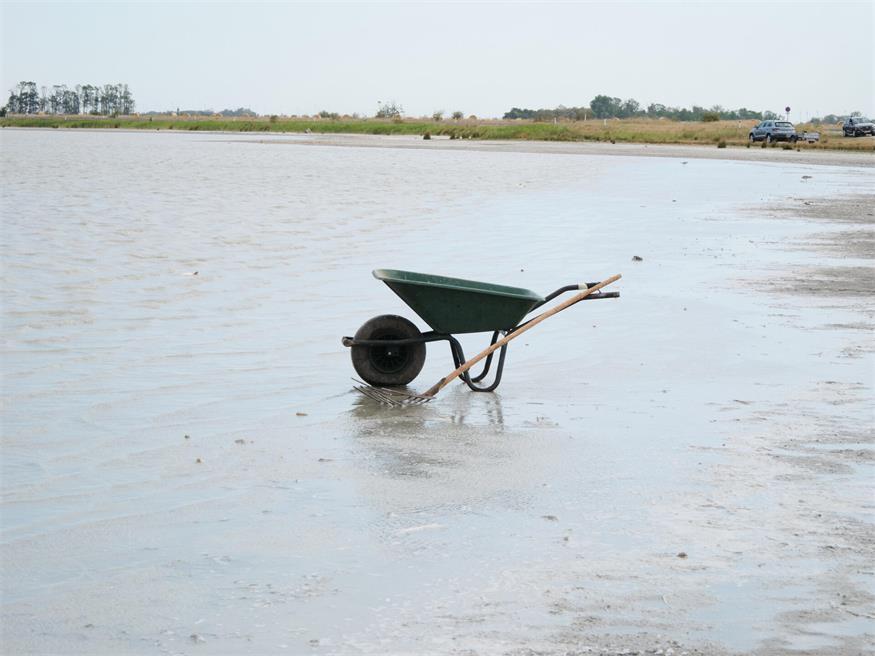 Fischrettung am Darscho bei Apetlon