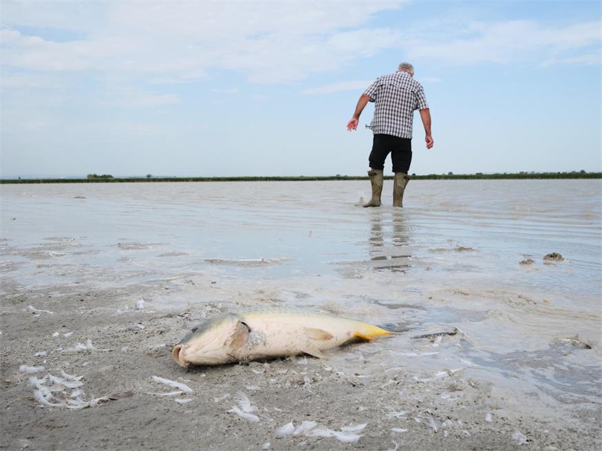 Fischrettung am Darscho bei Apetlon