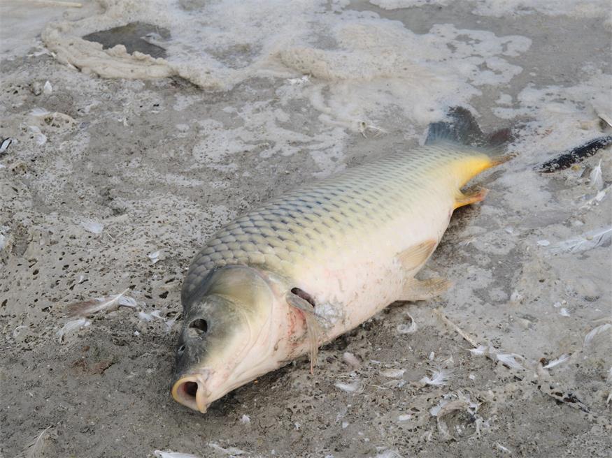 Fischrettung am Darscho bei Apetlon