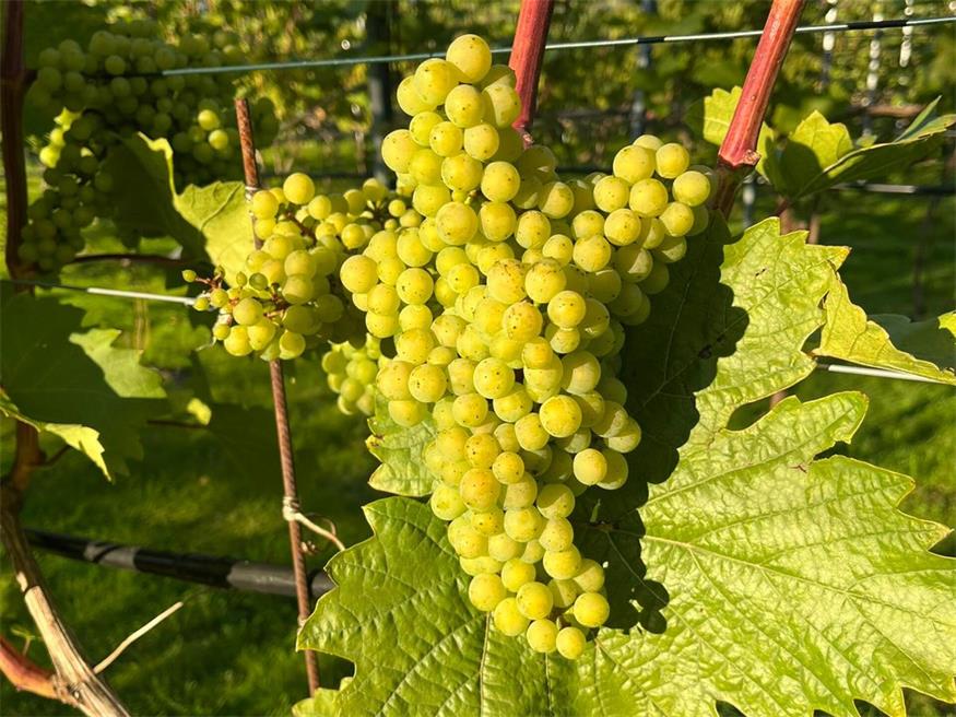 Illmitzer Entwicklungshilfe für finnischen Veltliner
