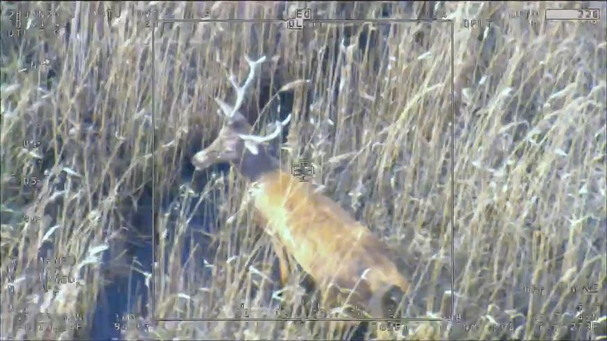 Drohne scannt Wildtiere: Neue Technik im Nationalpark Neusiedler See
