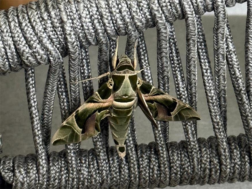 Exotischer Besuch im Gastgarten: Seltener Oleanderschwärmer entdeckt