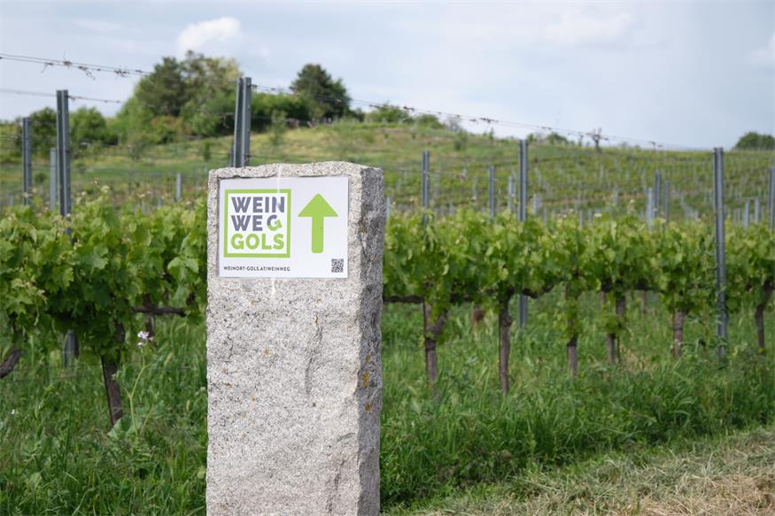 Gols: Modernisierter WeinWeg neu eröffnet