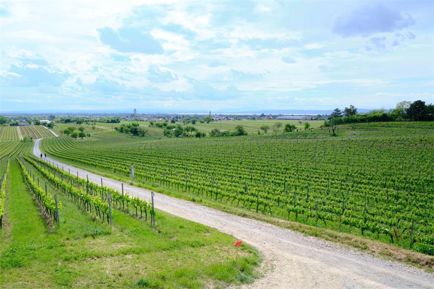 Gols: Modernisierter WeinWeg neu eröffnet