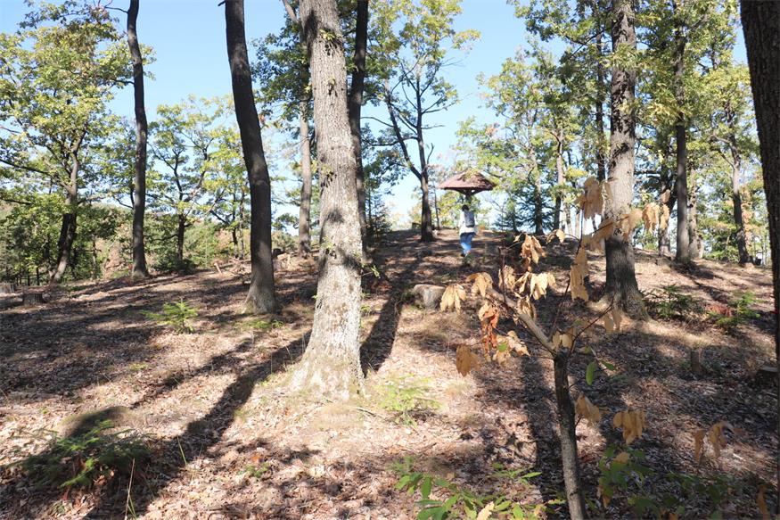 Neuer Klosterwald in Bad Sauerbrunn: Ort für Abschied und Erinnerung
