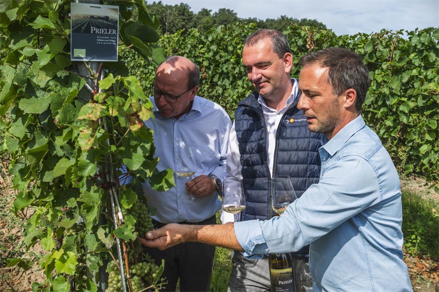 Weinlese 2025: „Der beste Jahrgang des Jahrtausends“?
