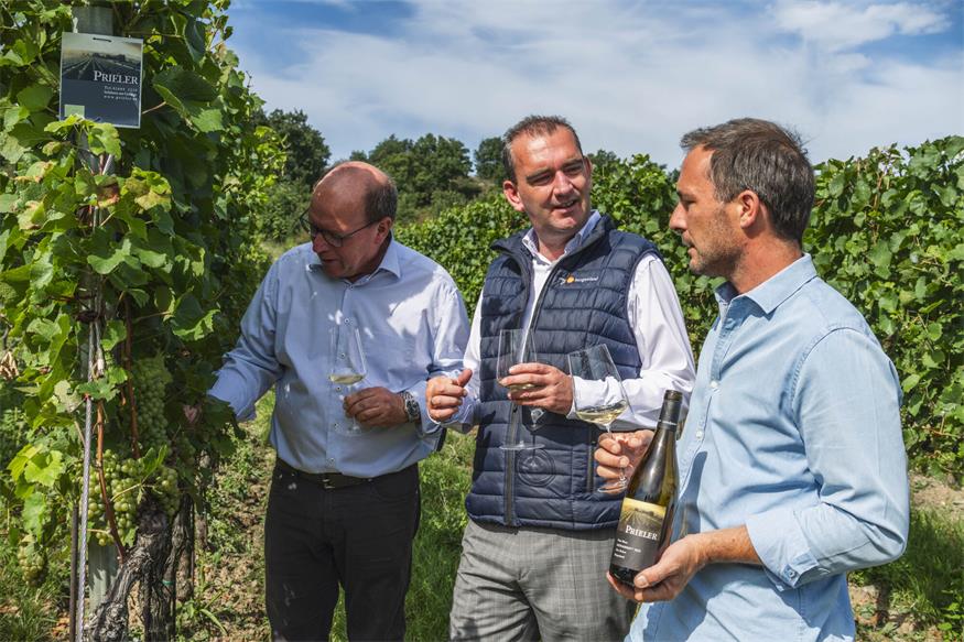 Weinlese 2025: „Der beste Jahrgang des Jahrtausends“?