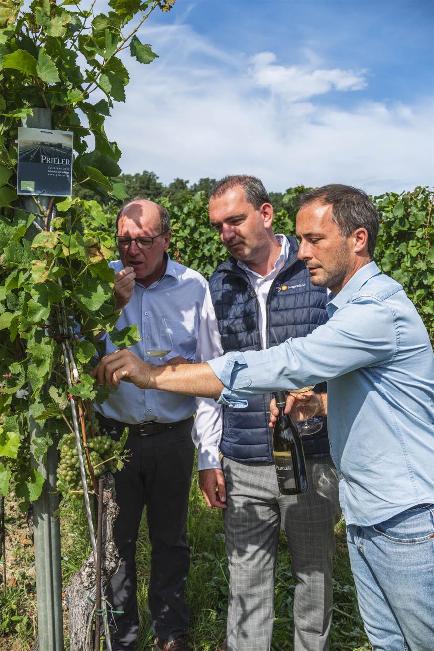 Weinlese 2025: „Der beste Jahrgang des Jahrtausends“?
