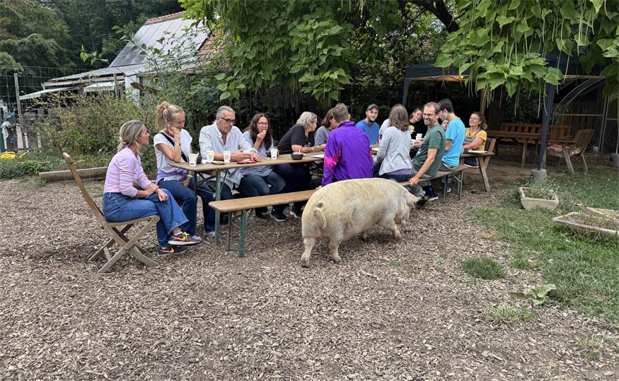 Wenn unter dem Motto „vegan daham“ am Lebenshof Sonnenweide gemeinsam gegessen wird, dann schaut gelegentlich auch Schweinchen Donny vorbei.