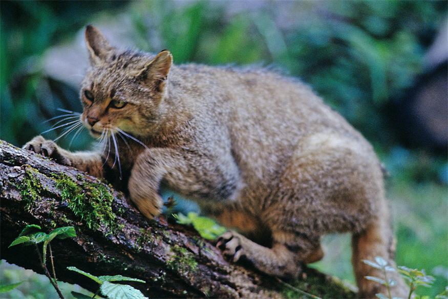 Wildkatzen kann man schon mal mit großen Hauskatzen verwechseln.
