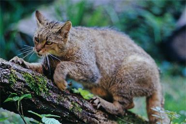 Wildkatzen kann man schon mal mit großen Hauskatzen verwechseln.