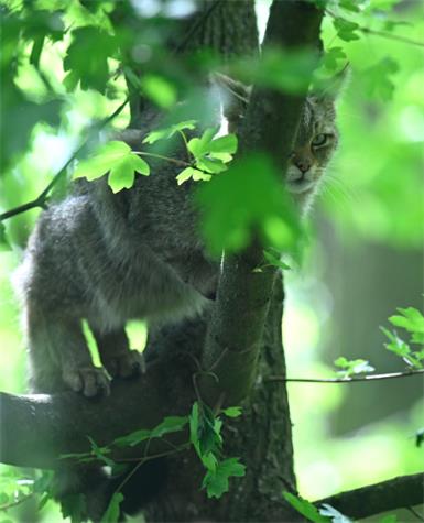 Wildkatzen sind am Sprung zurück nach Österreich