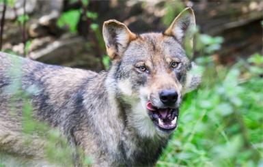 Zwei Tiere wurden wiederholt in Wohngebiet-Nähe gesichtet