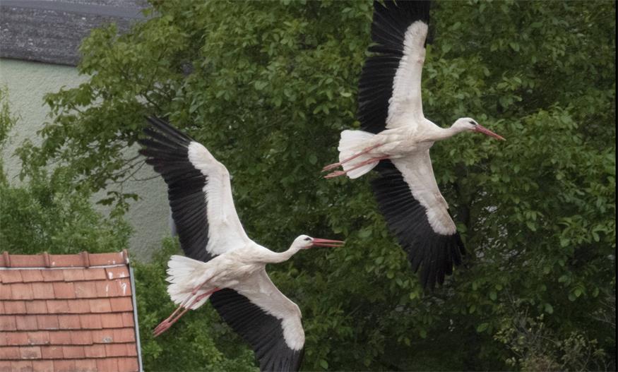 Zwei Weißstörche heben ab: Für die Zugvögel beginnt die Reise in den Süden.